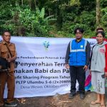 Tingkatkan Kesejahteraan Warga Sekitar PLTP Ulumbu, Bantuan Ternak PLN Berbuah Manis