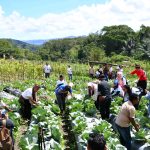 Panen Raya Green Skills Project: Petani Muda Manggarai Sukses Kembangkan Pertanian Cerdas Iklim IMG-20260521-WA0092